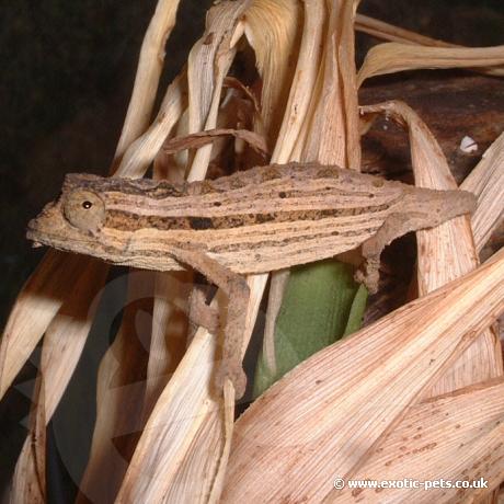 Kenyan Pygmy Chameleon male