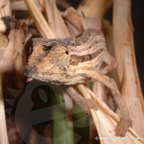 Kenyan Pygmy Chameleons head