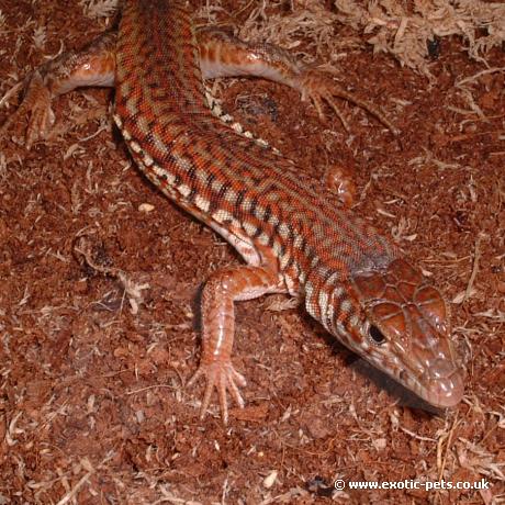 Painted Long Tailed lizard