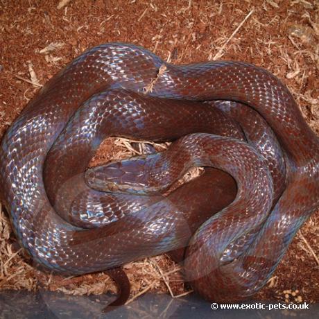 Brown House Snake