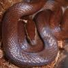 Brown House Snake head photo