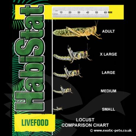 Locust Comparison Guide