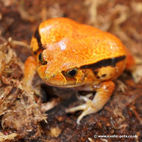 False Tomato Frog