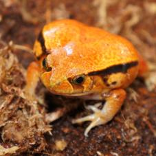 False Tomato Frog (Dyscophus guineti)