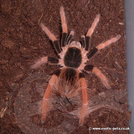 Columbian Giant Tarantula