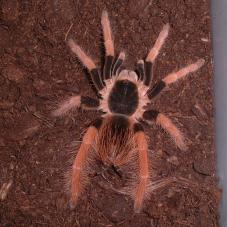 Columbian Giant Tarantula (Megaphobema robustum)