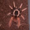 Columbian Giant Tarantula colours photo