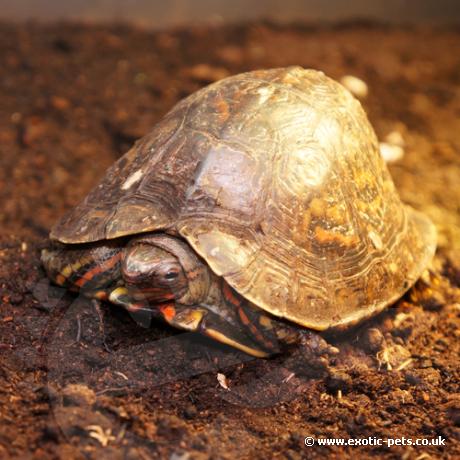 Painted Wood Turtle