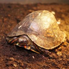 Painted Wood Turtle (Rhinoclemmys pulcherimma)