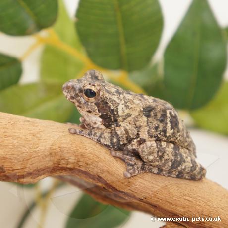 Grey Foam Nest Tree Frog