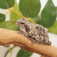 Grey Foam Nest Tree Frog (Chiromantis xerampelina)