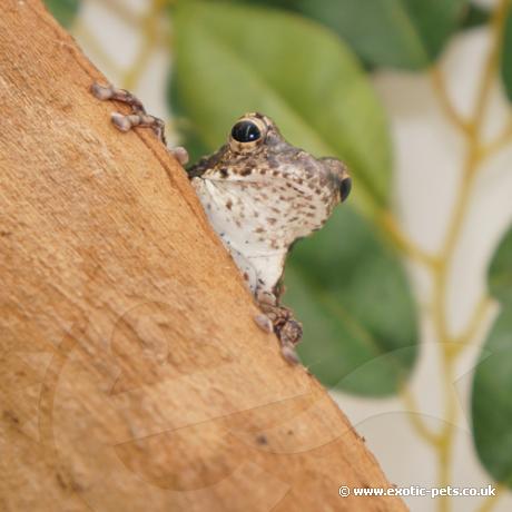 Grey Foam Nest Tree Frog - peek a boo