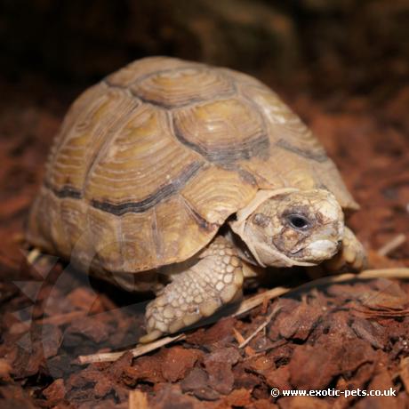 Egyptian Tortoise