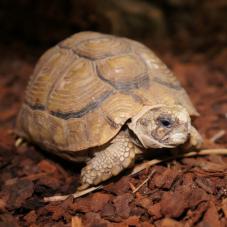 Egyptian Tortoise (Testudo kleinmanni)