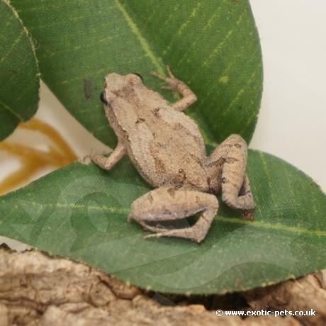 Ornate Pygmy Frog