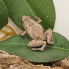 Ornate Pygmy Frog (Microhyla fissipes)