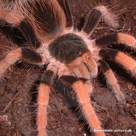 Columbian Giant Tarantula close up