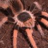 Columbian Giant Tarantula close up photo