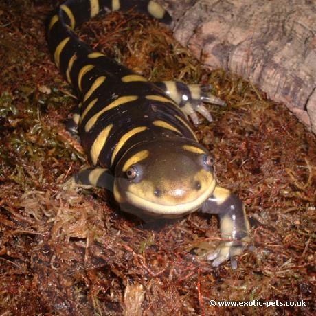 Tiger Salamander