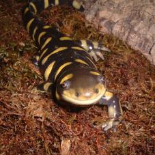 Tiger Salamander (Ambystoma tigrinum)