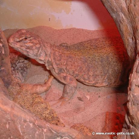 Sudan Uromastyx