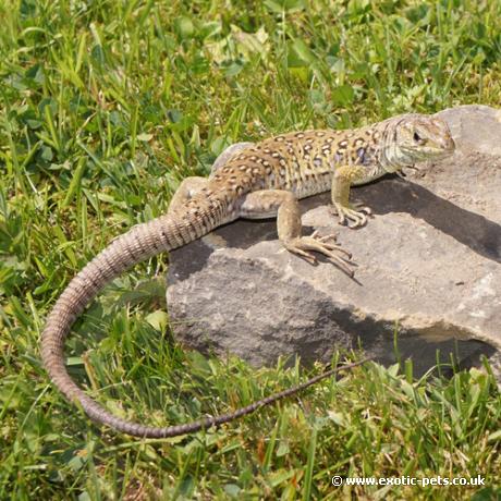 European Eyed Lizard