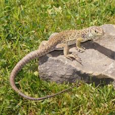 European Eyed Lizard (Timon lepidus)