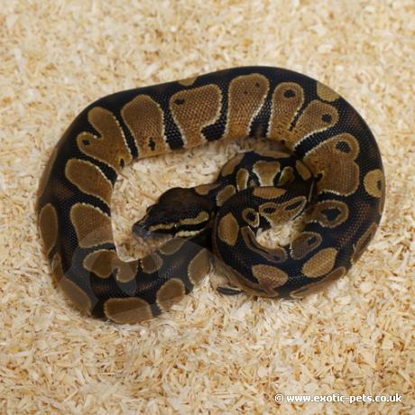 royal python or ball python python regius Images... *