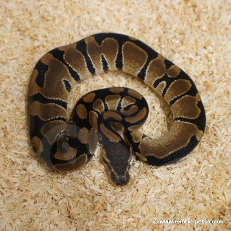 royal python or ball python python regius Images... *