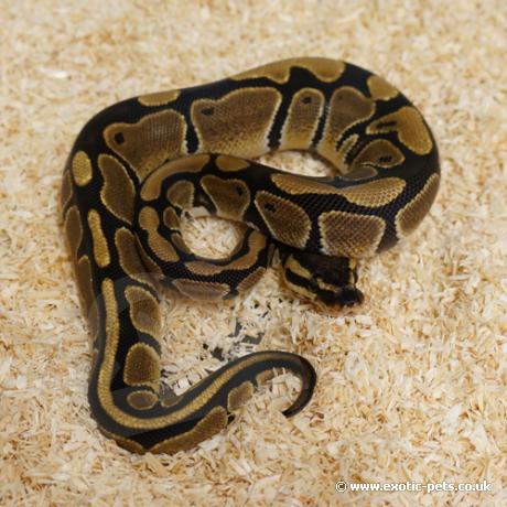 royal python or ball python python regius Images... *