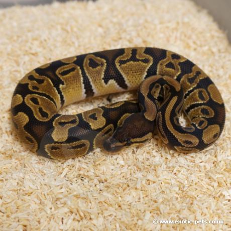 royal python or ball python python regius Images... *