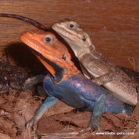 Red Headed Agama