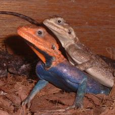 Red Headed Agama (Agama agama)