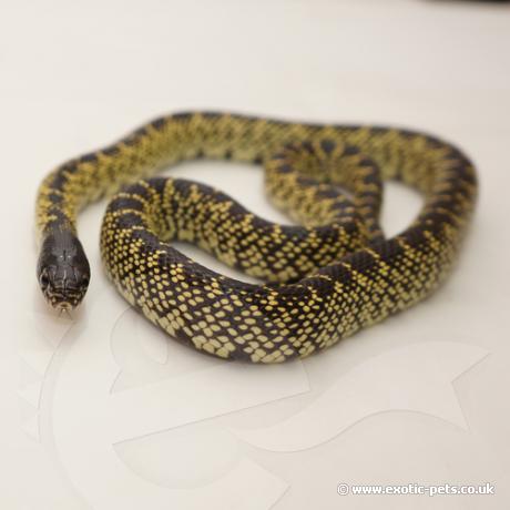 Desert King Snake