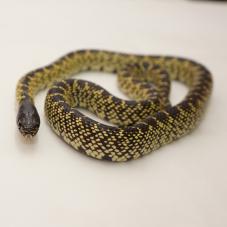 Desert King Snake (Lampropeltis getula splendida)