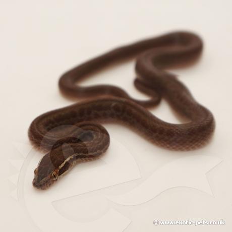 African House Snake