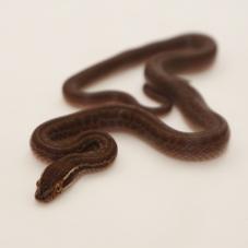 African House Snake (Lamprophis fuliginosus)