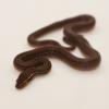 African House Snake - Baby photo