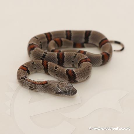 Grey Banded King Snake