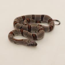 Grey Banded King Snake (Lampropeltis alterna)