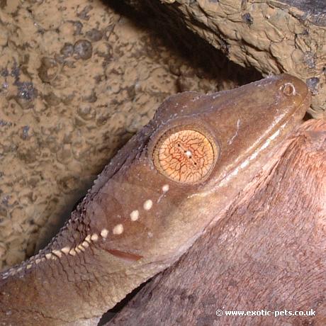 Palm Gecko close up