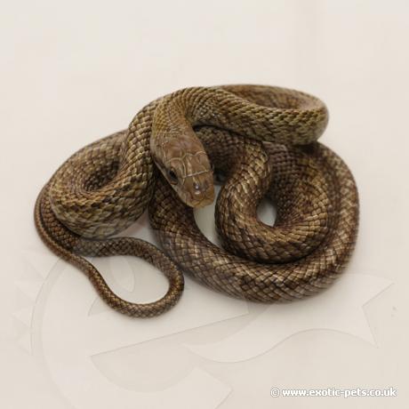 Japanese Rat Snake