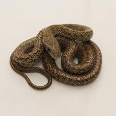 Japanese Rat Snake (Elaphe climacophora)