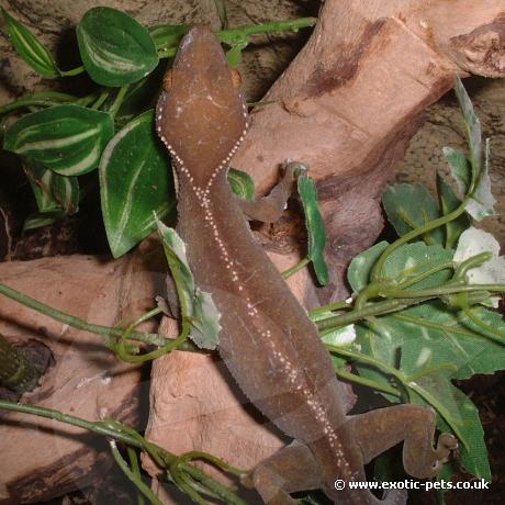 Palm Gecko AKA White Linned Gecko