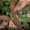 Palm Gecko AKA White Linned Gecko photo