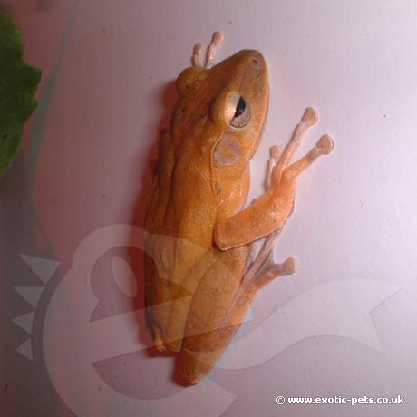 Golden Tree Frog