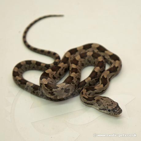 Grey Rat Snake - Hatchling