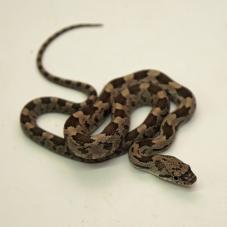 Grey Rat Snake (Elaphe obsoleta spiloides)