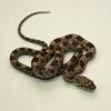 Grey Rat Snake - Hatchling photo