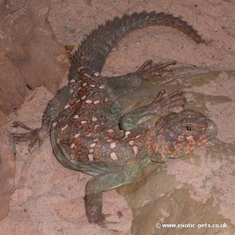 Ocellated Uromastyx